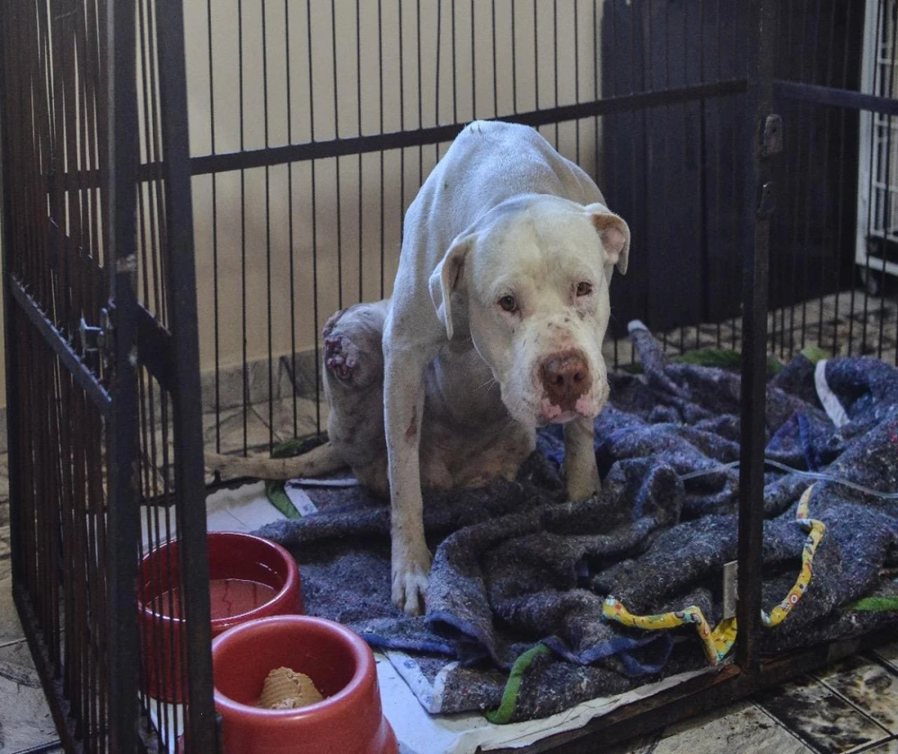 Cão Pitbull tem as patas decepadas a golpes de foice por vizinho em Confins