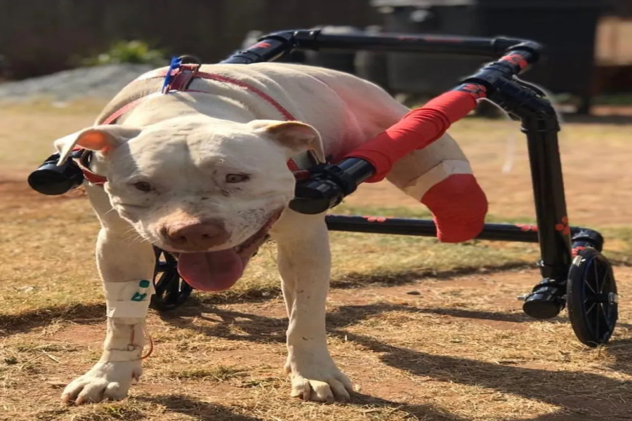 Cão Pitbull tem as patas decepadas a golpes de foice por vizinho em Confins