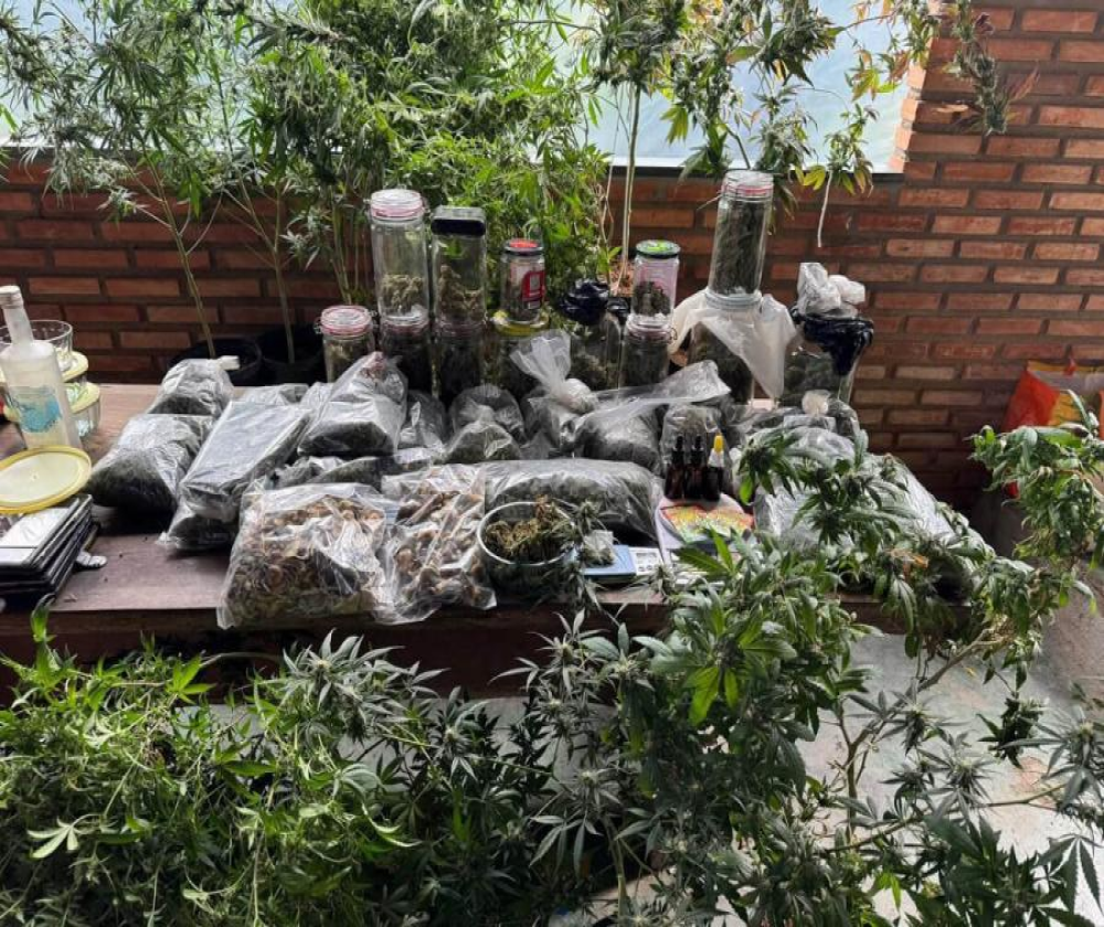 Casal é preso em Pedro Leopoldo por armazenar maconha e cogumelos em sítio