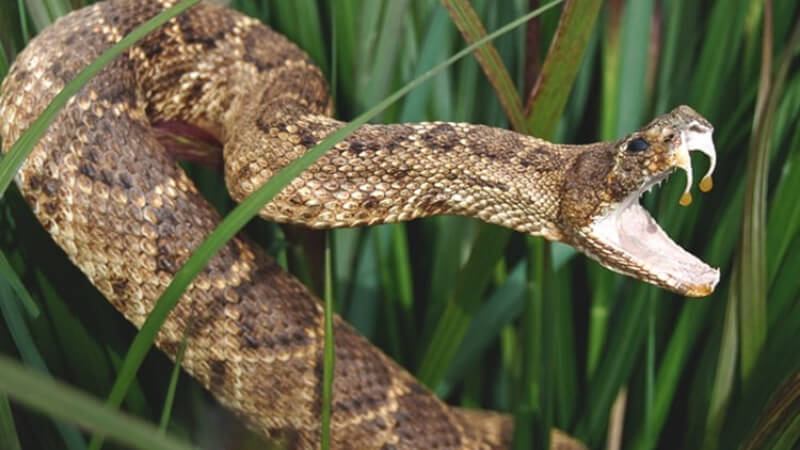 Cascavel é capturada em área rural e devolvida à natureza em Jaboticatubas