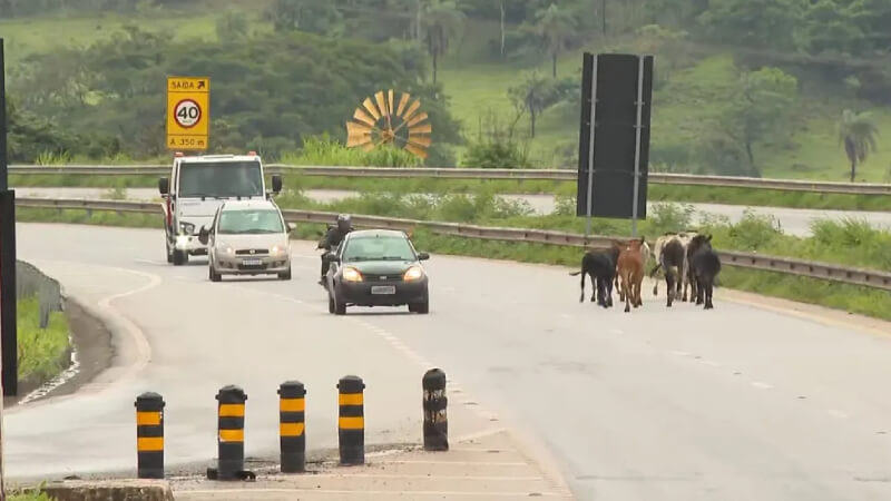 Justiça manda Prefeitura de Vespasiano retirar animais soltos nas ruas e rodovias