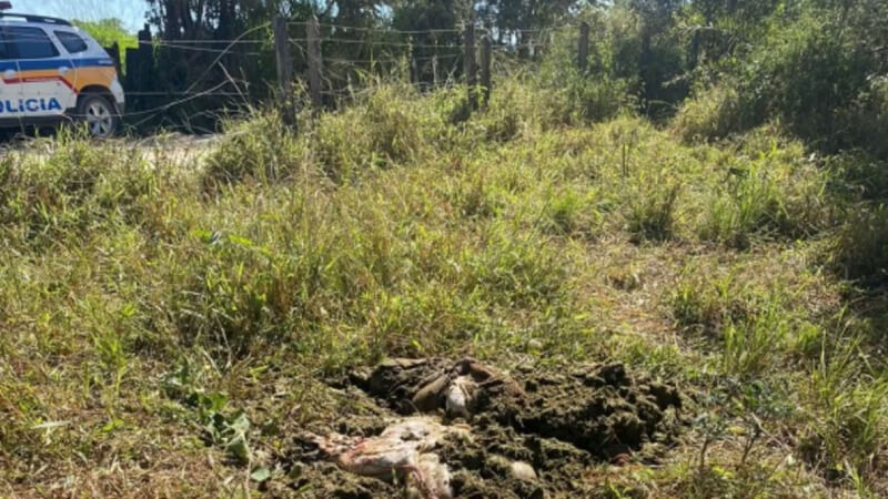 Ladrão invade fazenda, mata vaca prenha, desossa animal no local e abandona feto em Pedro Leopoldo