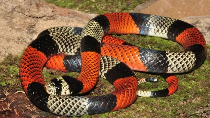 Bombeiros são acionados para captura de cobra coral em bairros de Lagoa Santa