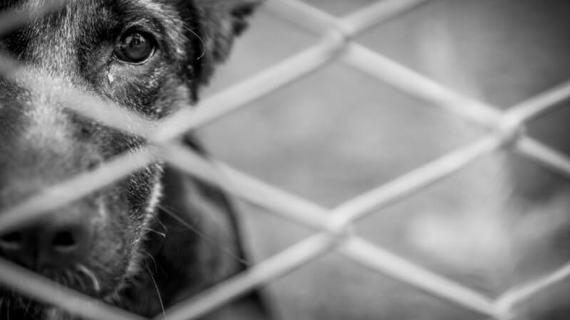 Cães são resgatados em situação de maus-tratos em Vespasiano