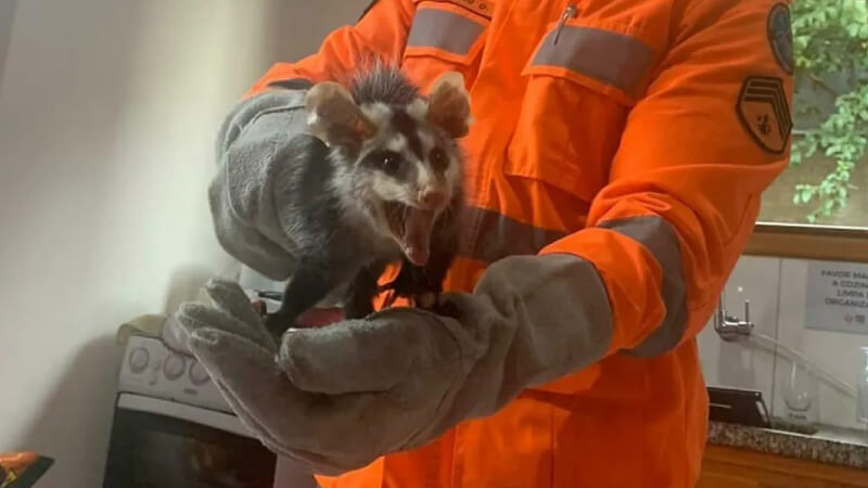 Gambá é encontrado dentro de fogão em residência de Pedro Leopoldo