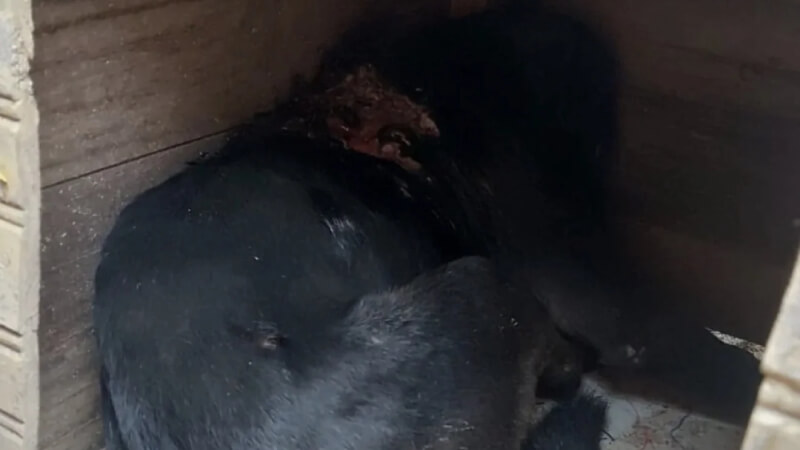 Cachorro é resgatado em estado grave no bairro Joana D’Arc, em Pedro Leopoldo